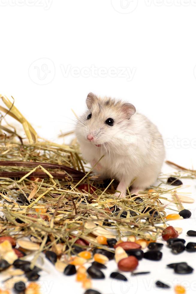 Jungar-Hamster auf weißem Hintergrund foto