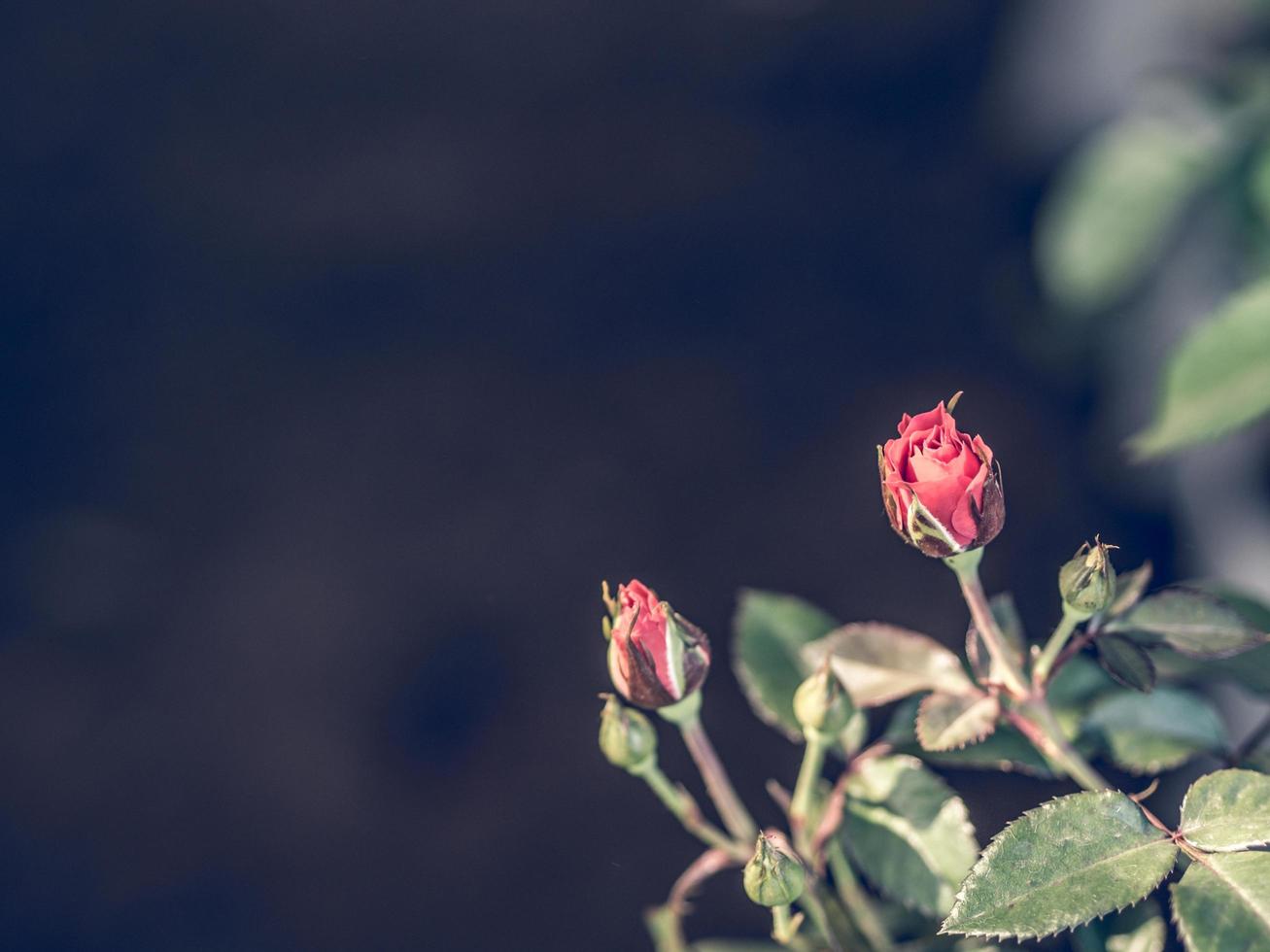 rote Rose, Bild im Vintage-Stil foto