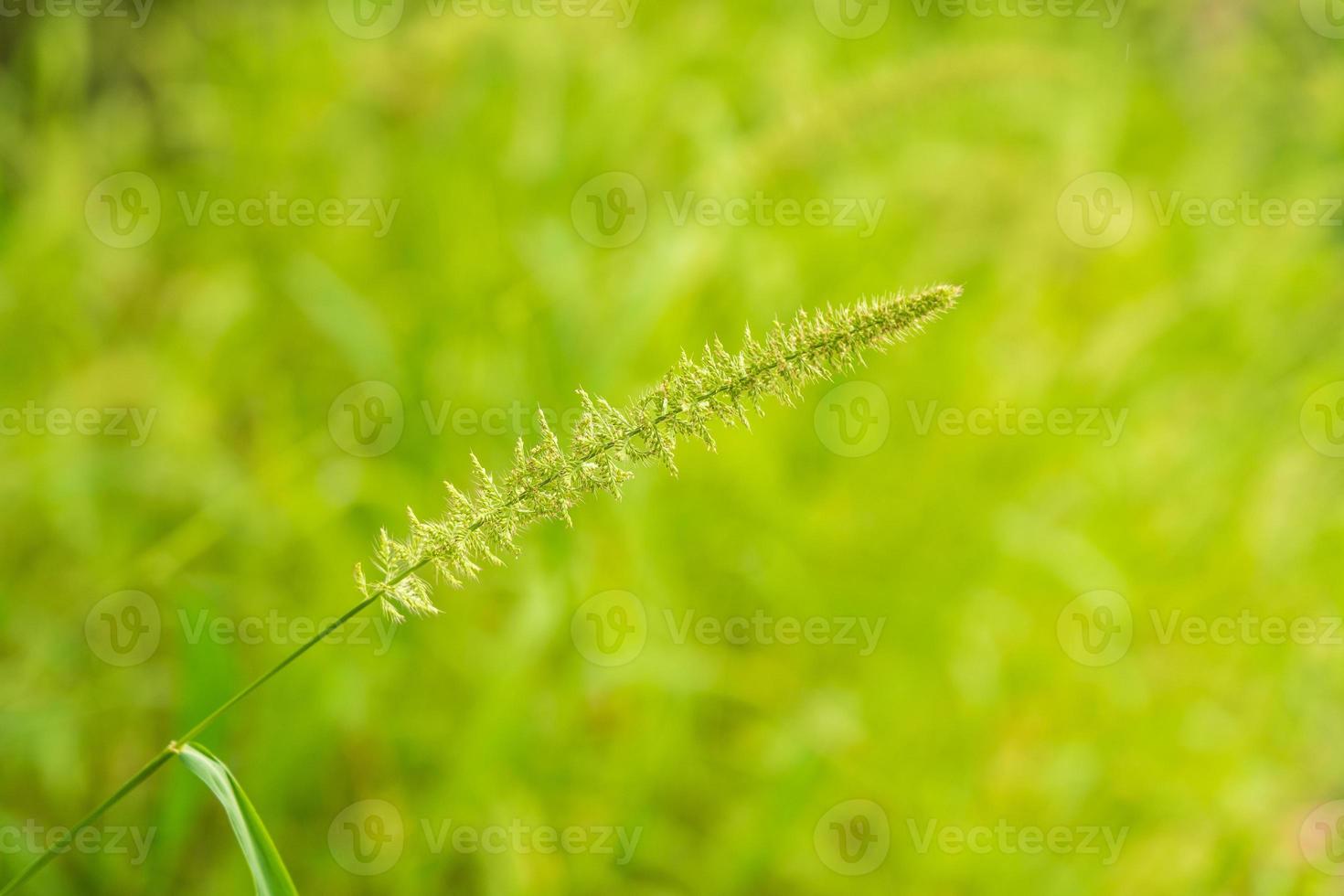 kleine Grasblume mit unscharfem Hintergrund foto