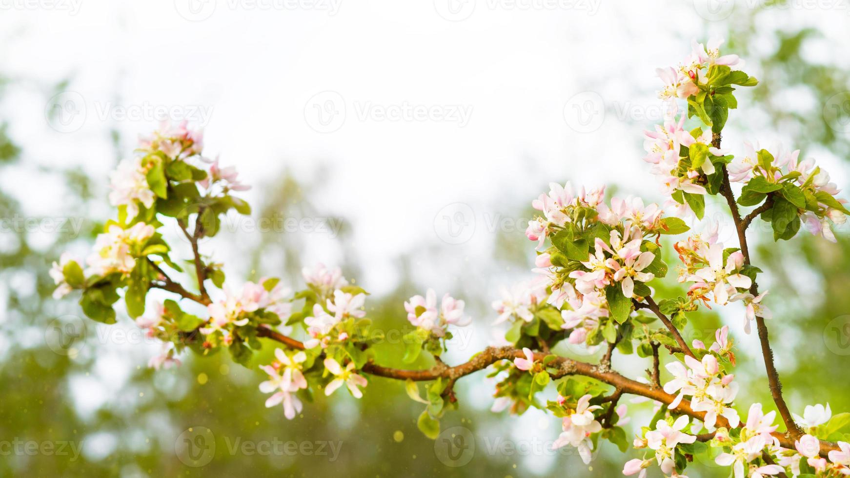 Apfelzweige blühen mit rosa und weißen Blütenblättern. Frühling, Apfelgarten, Beginn eines neuen Lebens. Ökologie, Natürlichkeit, Hochzeit, Romantik, Liebe foto