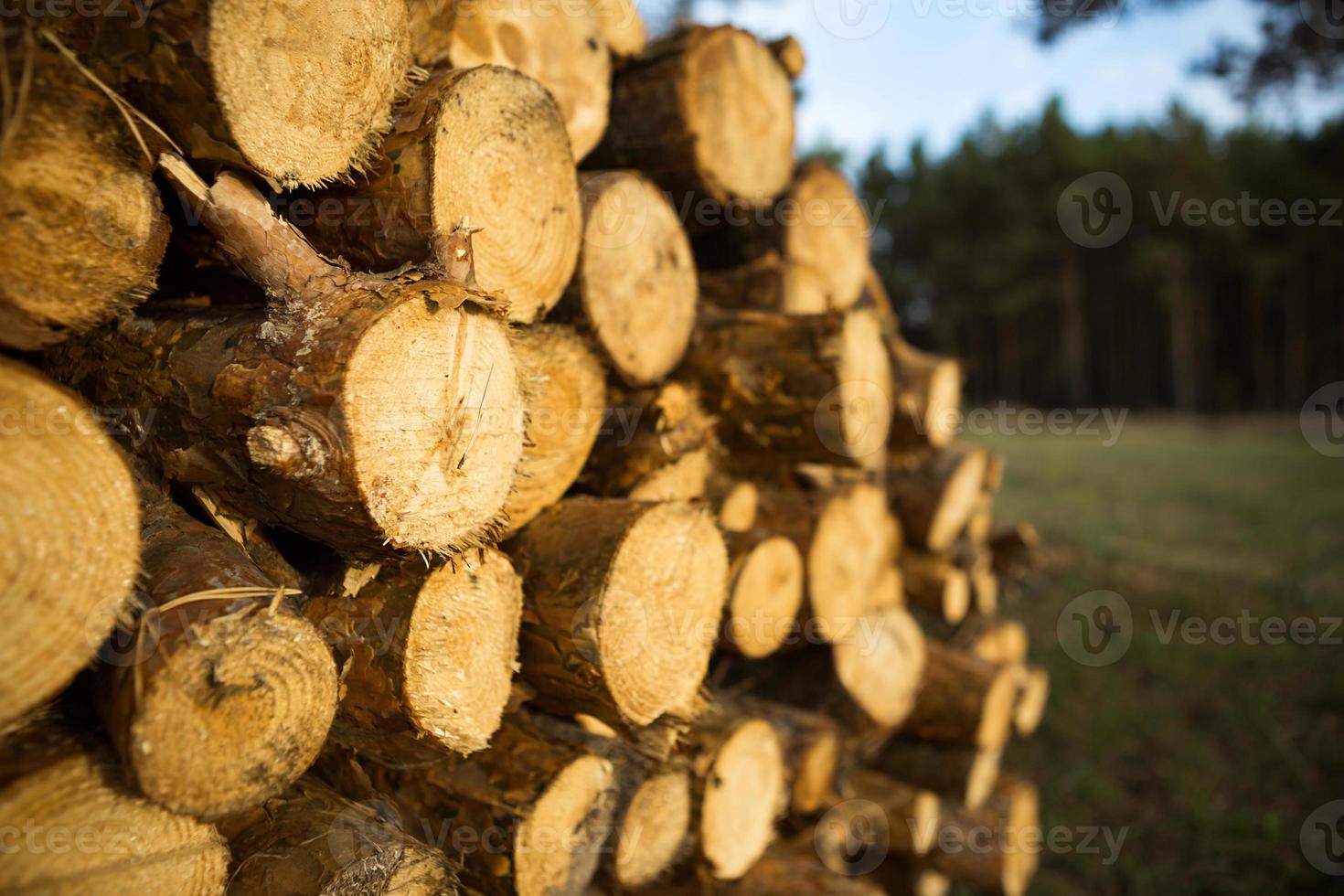 Runde Abschnitte von Baumstämmen in einem Stapel mit Brennholz in der Nähe - hölzerner ländlicher Hintergrund. Cottage-Kern, Natur, Ökologie, feste Brennstoffe. Platz kopieren foto