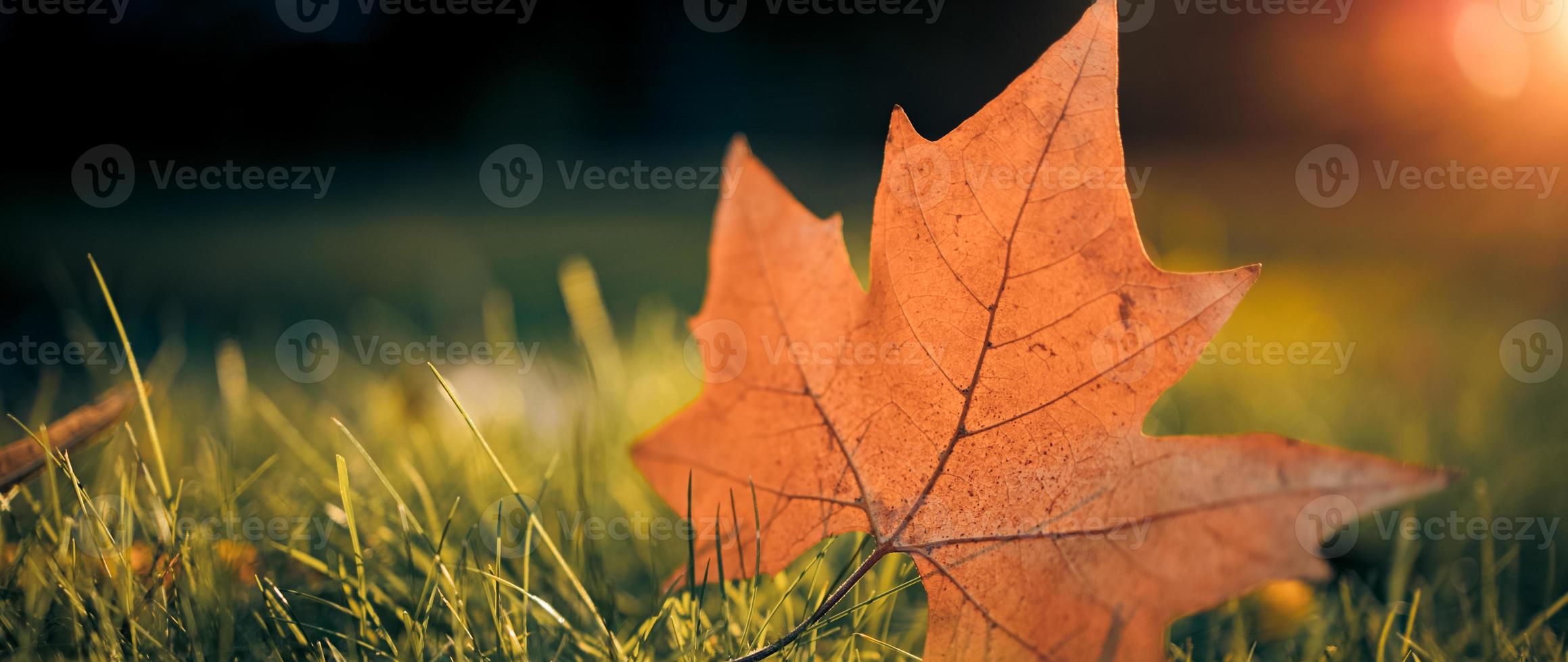 schöne Herbstlandschaft mit gelbem Ahornblatt in der Nähe. buntes Herbstlaub im Park. Herbstblätter Makro, Strahlen abstrakter natürlicher Hintergrund foto