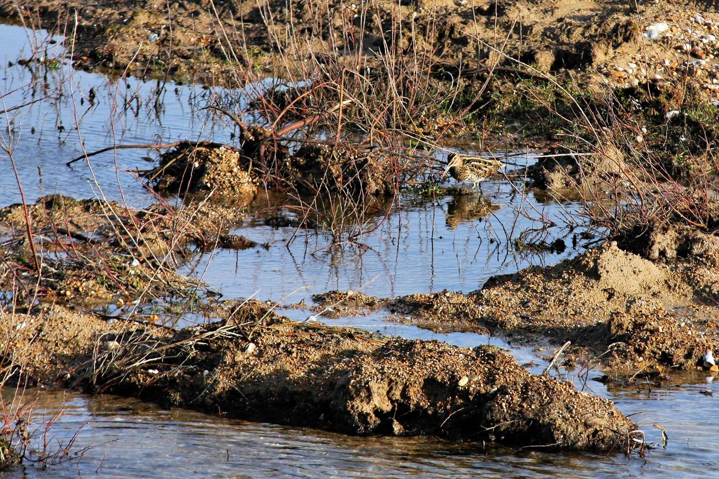 Bekassine im seichten Wasser foto