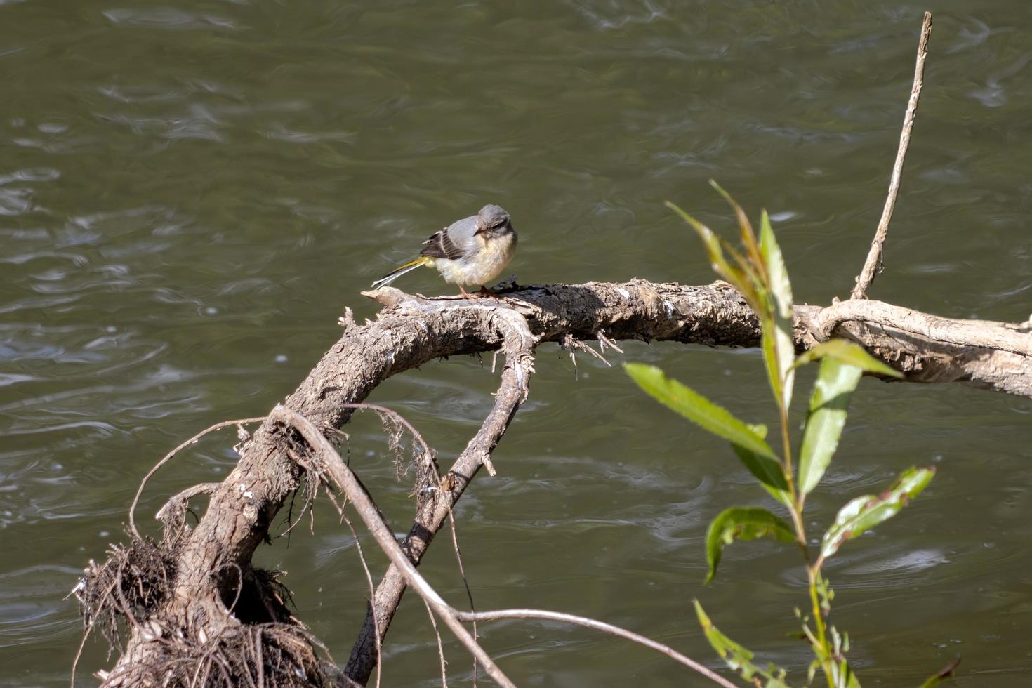 Juvenile Schafstelze ruht auf einem Ast am Fluss Rother in Midhurst foto