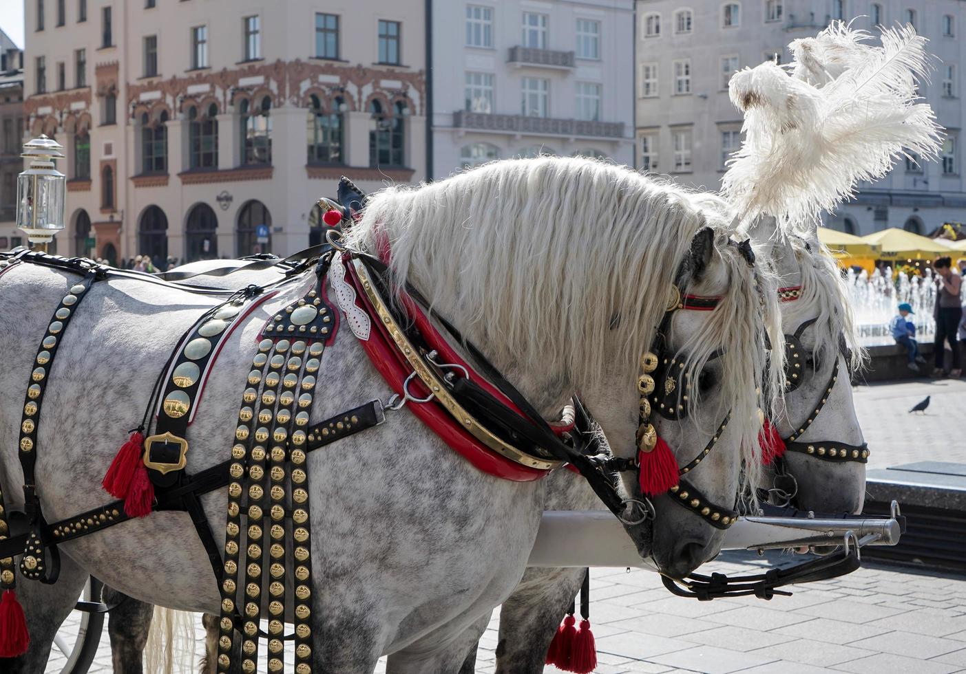 Krakau, Polen, 2014. Geschmückte Pferde foto