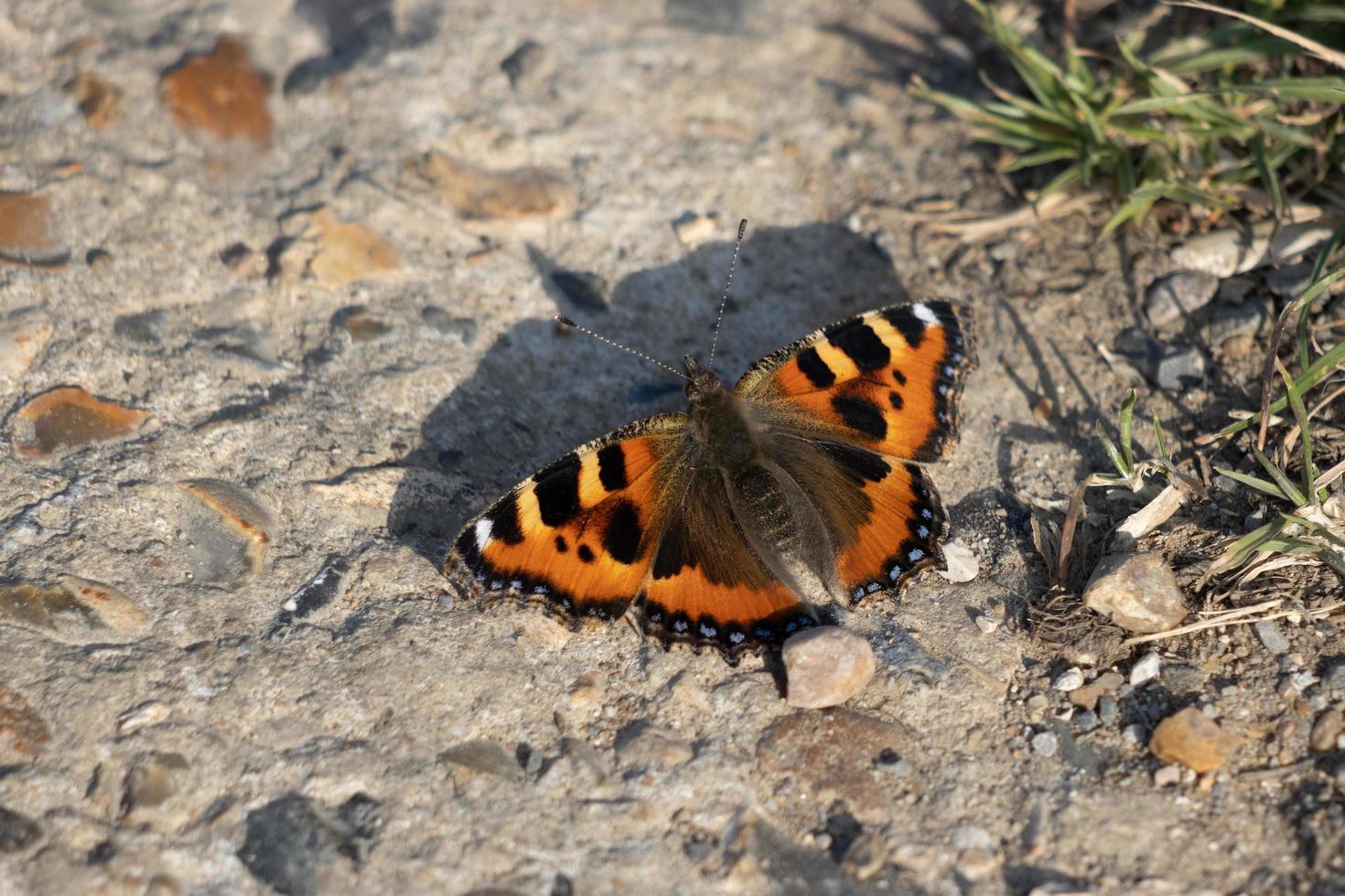 Kleiner Schildpatt-Schmetterling, der in der Frühlingssonne auf einem Concete-Pfad ruht foto