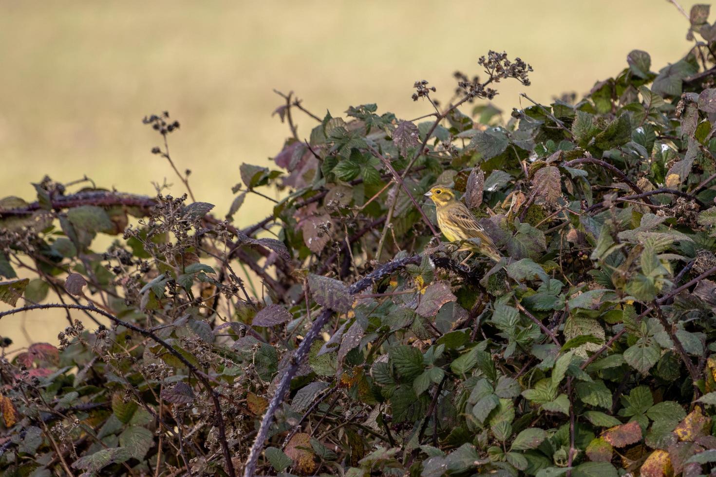 Die Goldammer in den Brombeeren genießen die Morgensonne foto