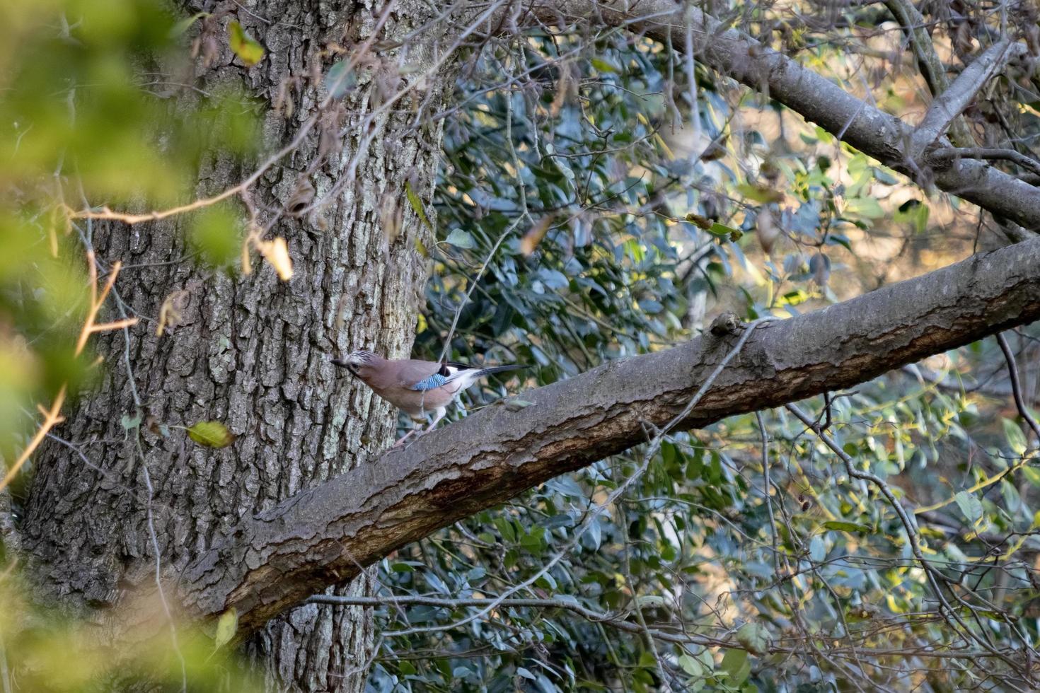 neugieriger und wachsamer Eichelhäher, der in einem Baum thront foto