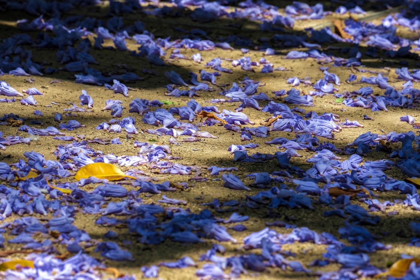 blaue Jacaranda-Blütenblätter auf dem Boden in Malaga foto