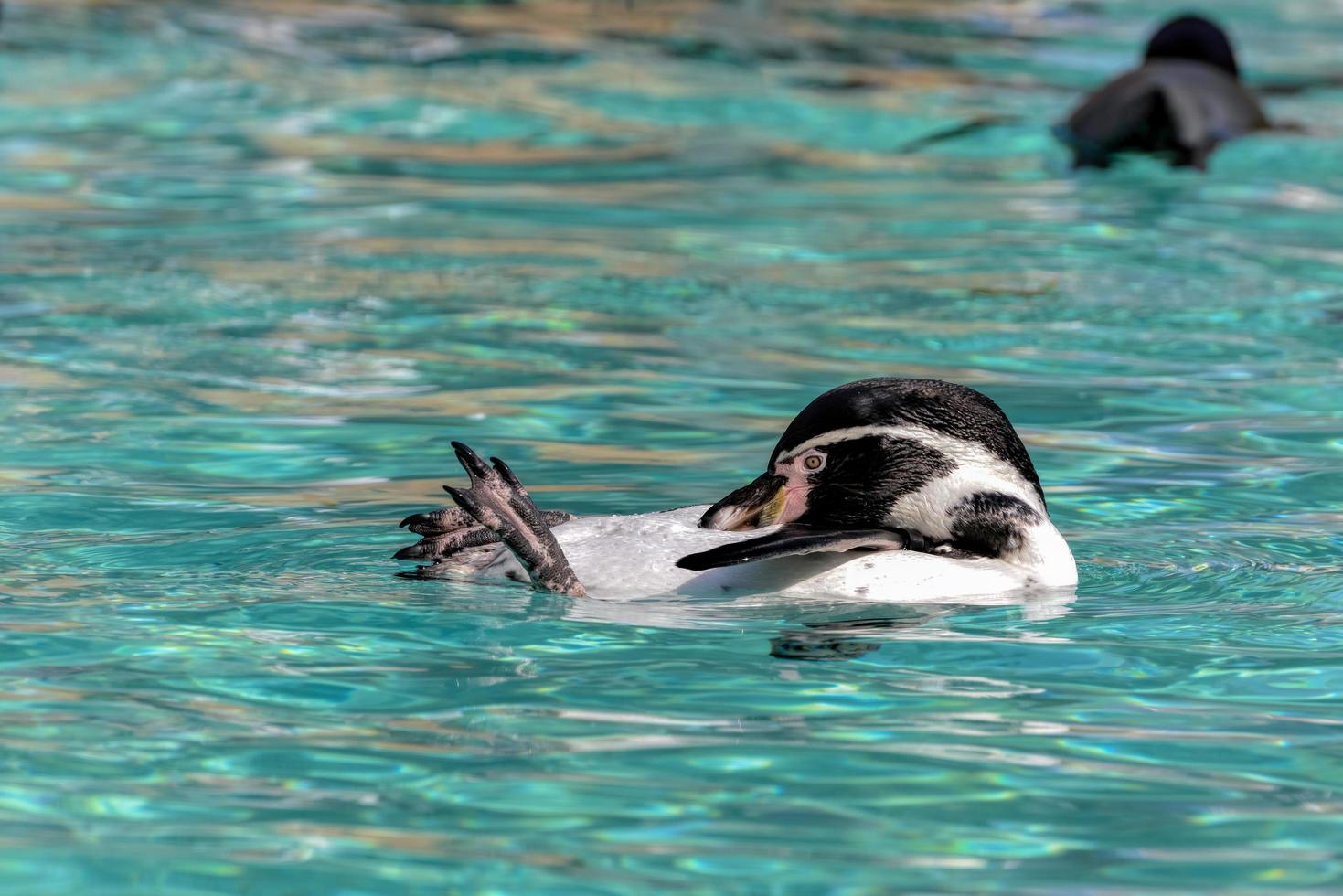 Humboldt-Pinguin, der auf seinem Rücken schwimmt foto