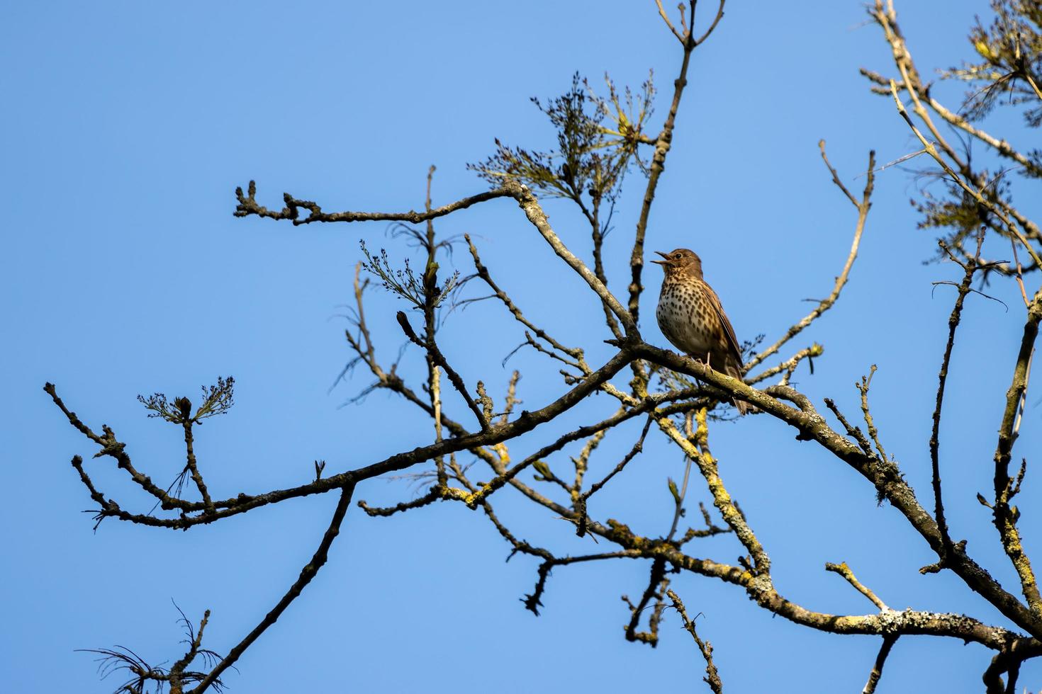 Singdrossel singt in der Frühlingssonne foto