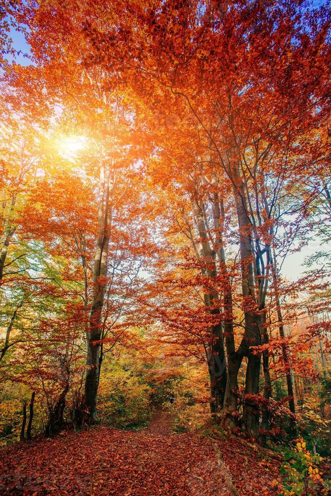 Waldweg im Herbst foto