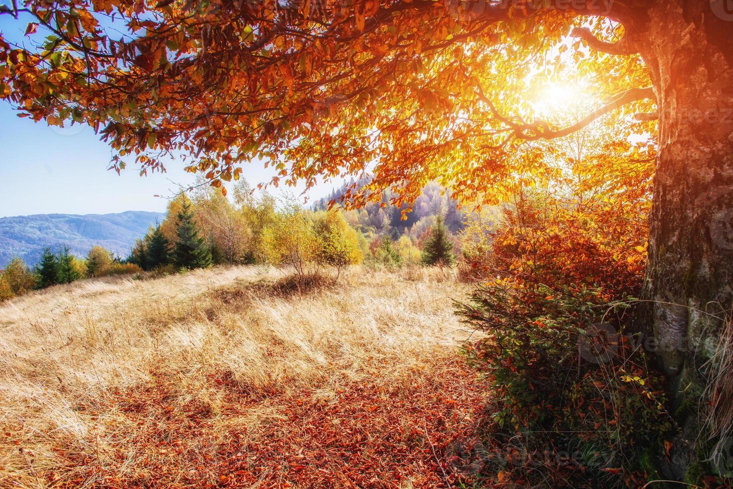 schöne herbstgebirgszeit in den karpaten foto