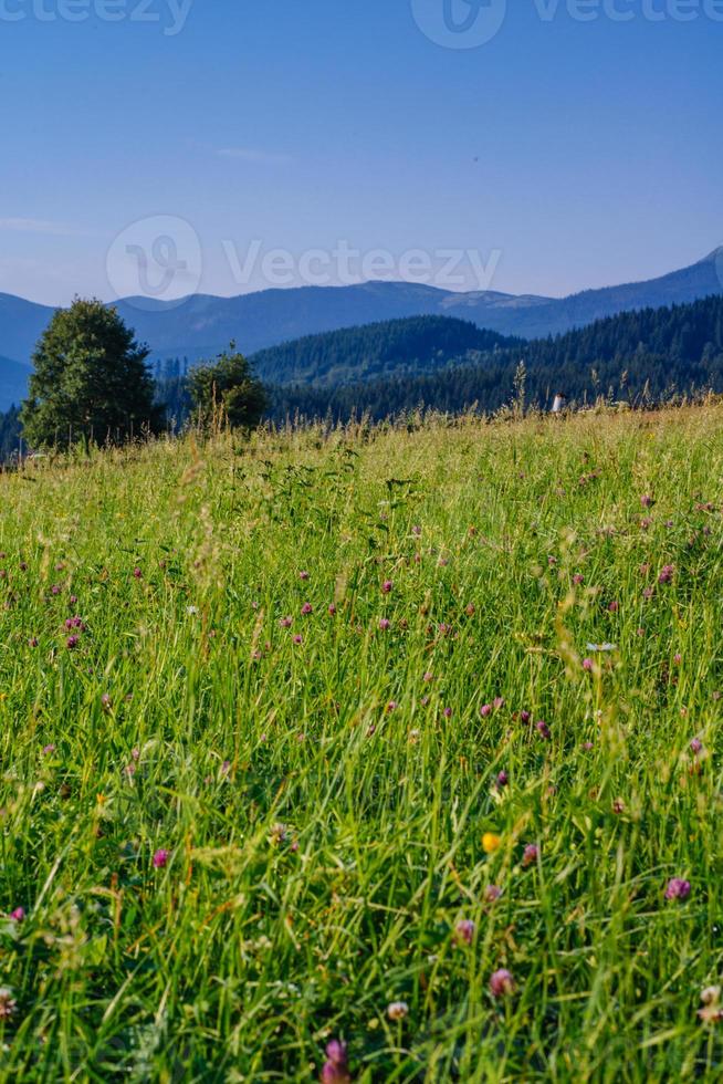 Nahaufnahme von mehreren Rotkleeköpfen foto