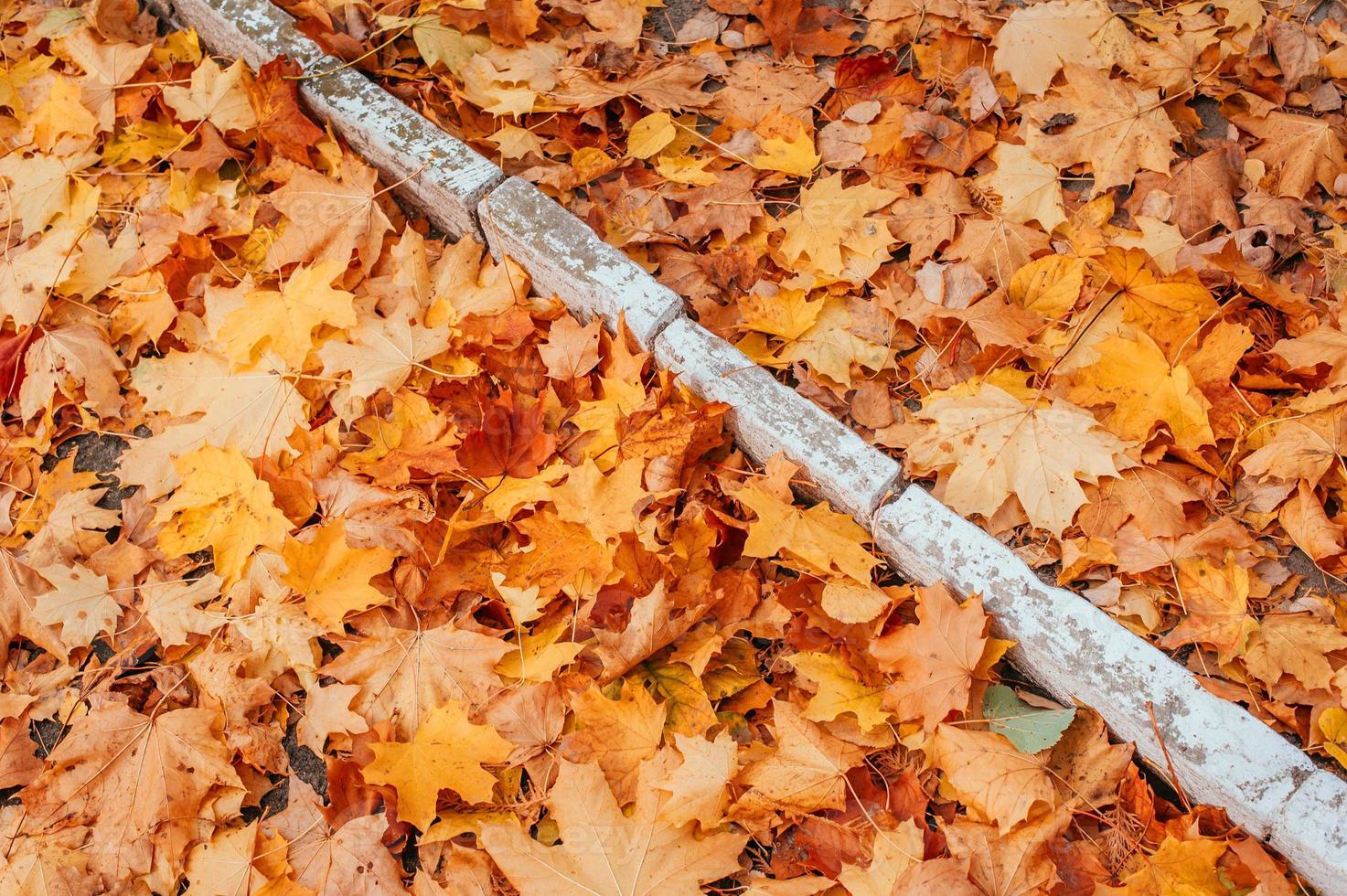 bunte Herbstblätter foto