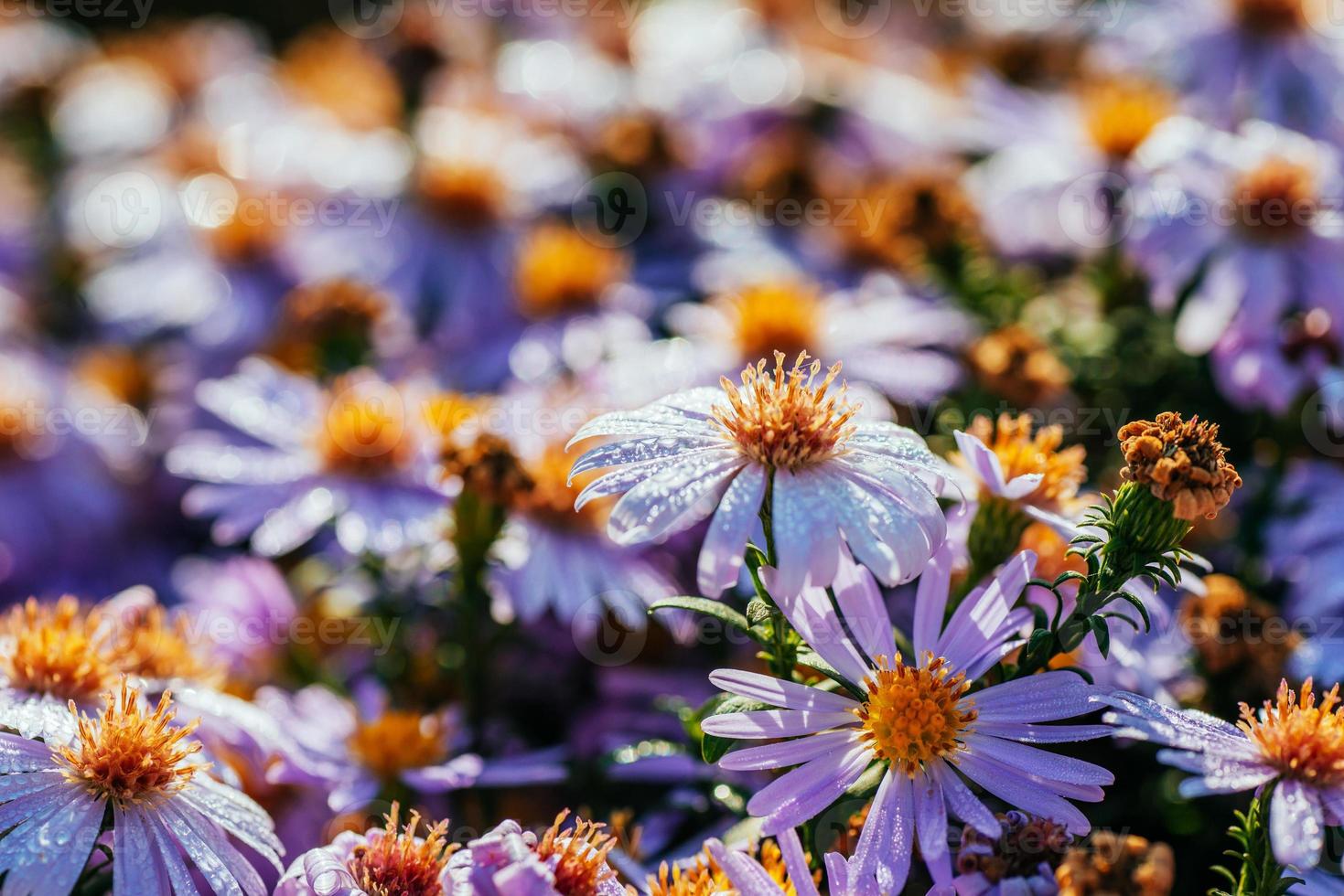Magenta Aster Blumenbeet unter Sonnenlicht foto