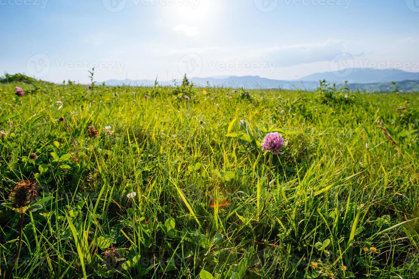 rote Trifolium pratense foto