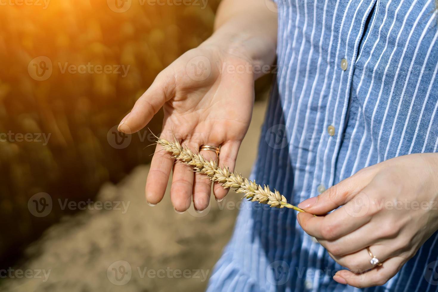 Ähre von Weizen in den Händen der Frau aus nächster Nähe foto