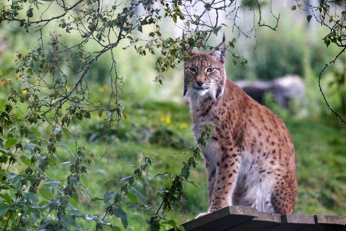 Nördlicher Luchs warnen foto