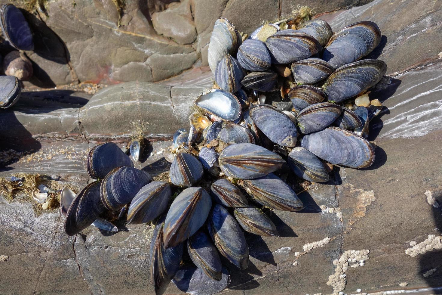 eine Ansammlung von Muscheln foto