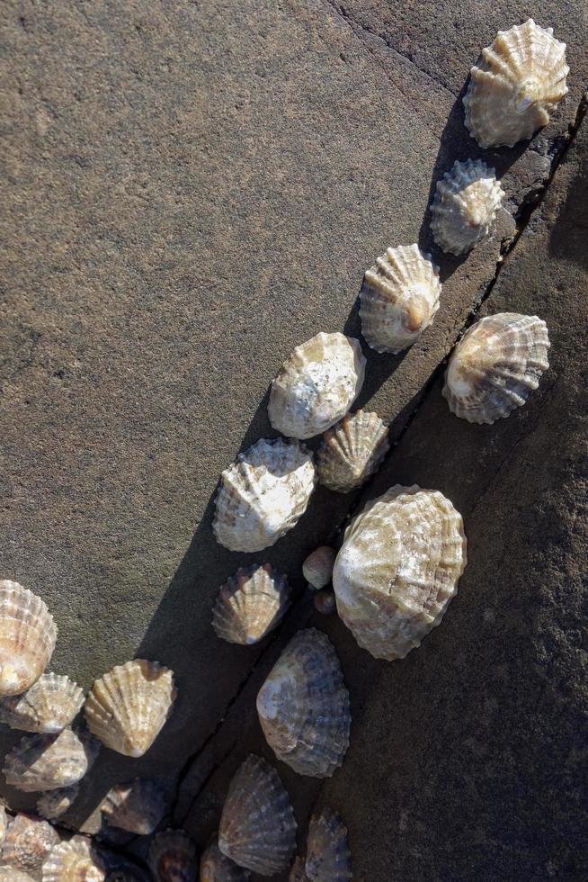 eine Ansammlung von Napfschnecken foto