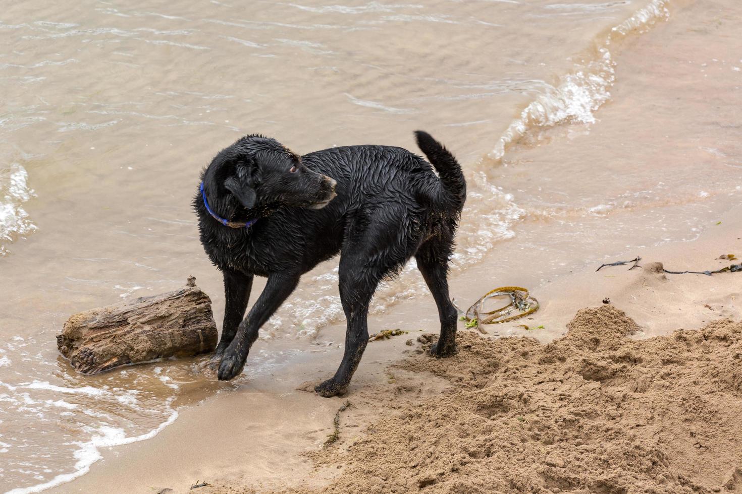 schwarzer hund spielt mit einem baumstamm foto