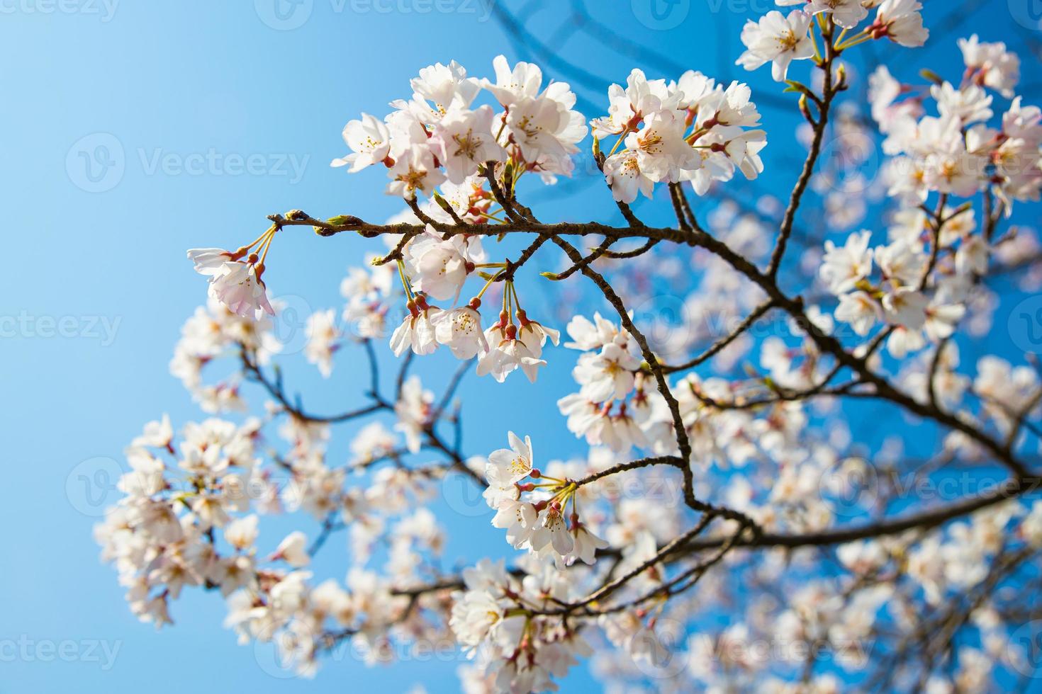 bunt blühende rosa kirschbäume sakura mit einem klaren blauen himmel während der frühlingssaison in kyoto, japan foto