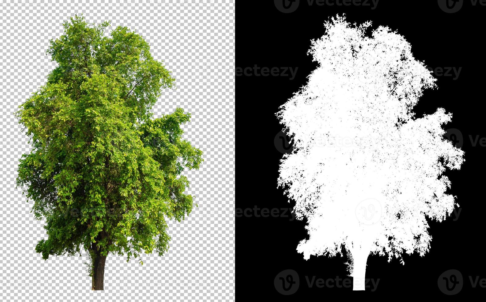 Baum aus Originalhintergrund ausgeschnitten, transparentes Hintergrundbild mit Beschneidungspfad und Alphakanal für Pinsel foto