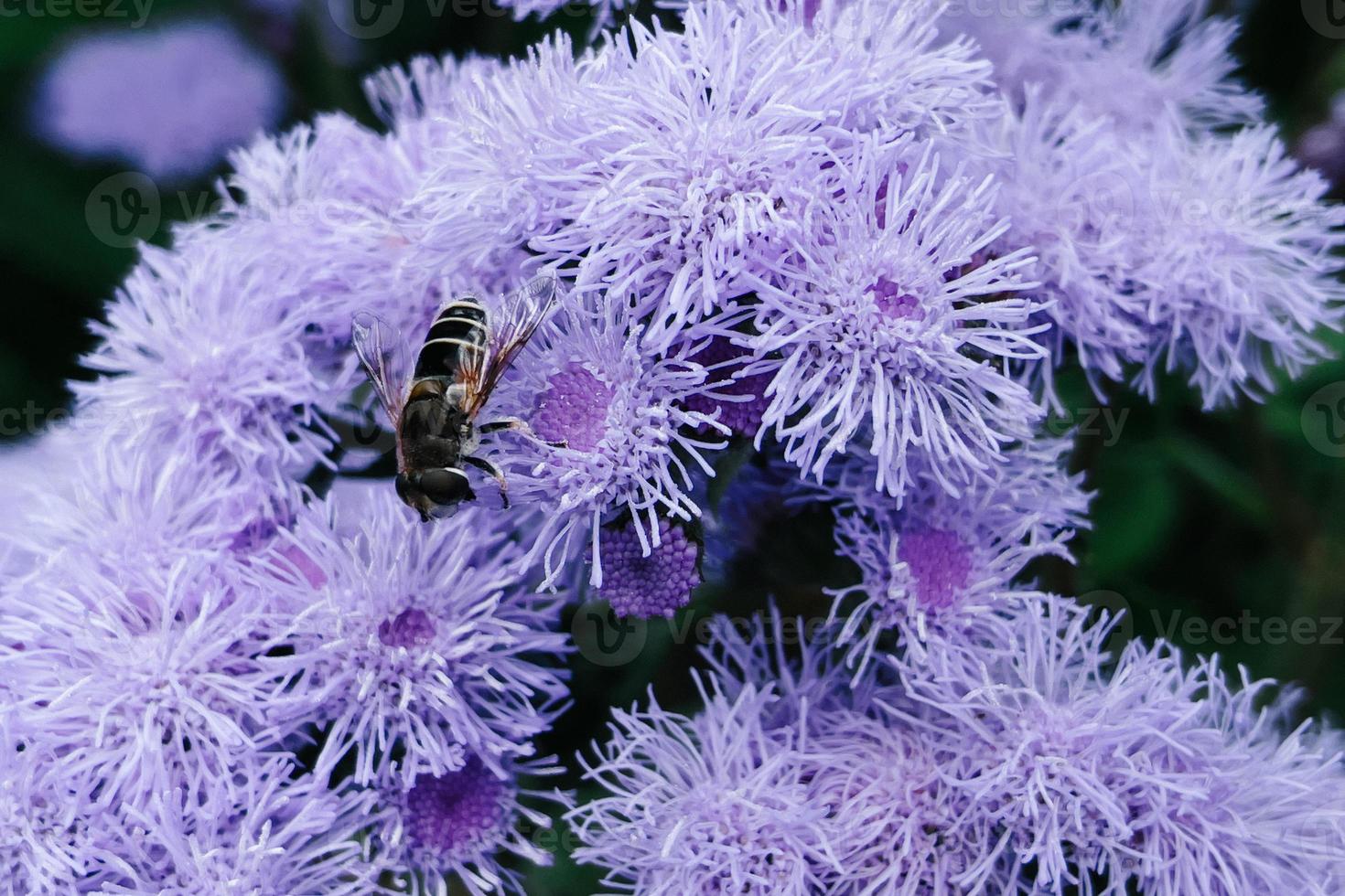 Biene bestäubt schöne lila Blüten foto