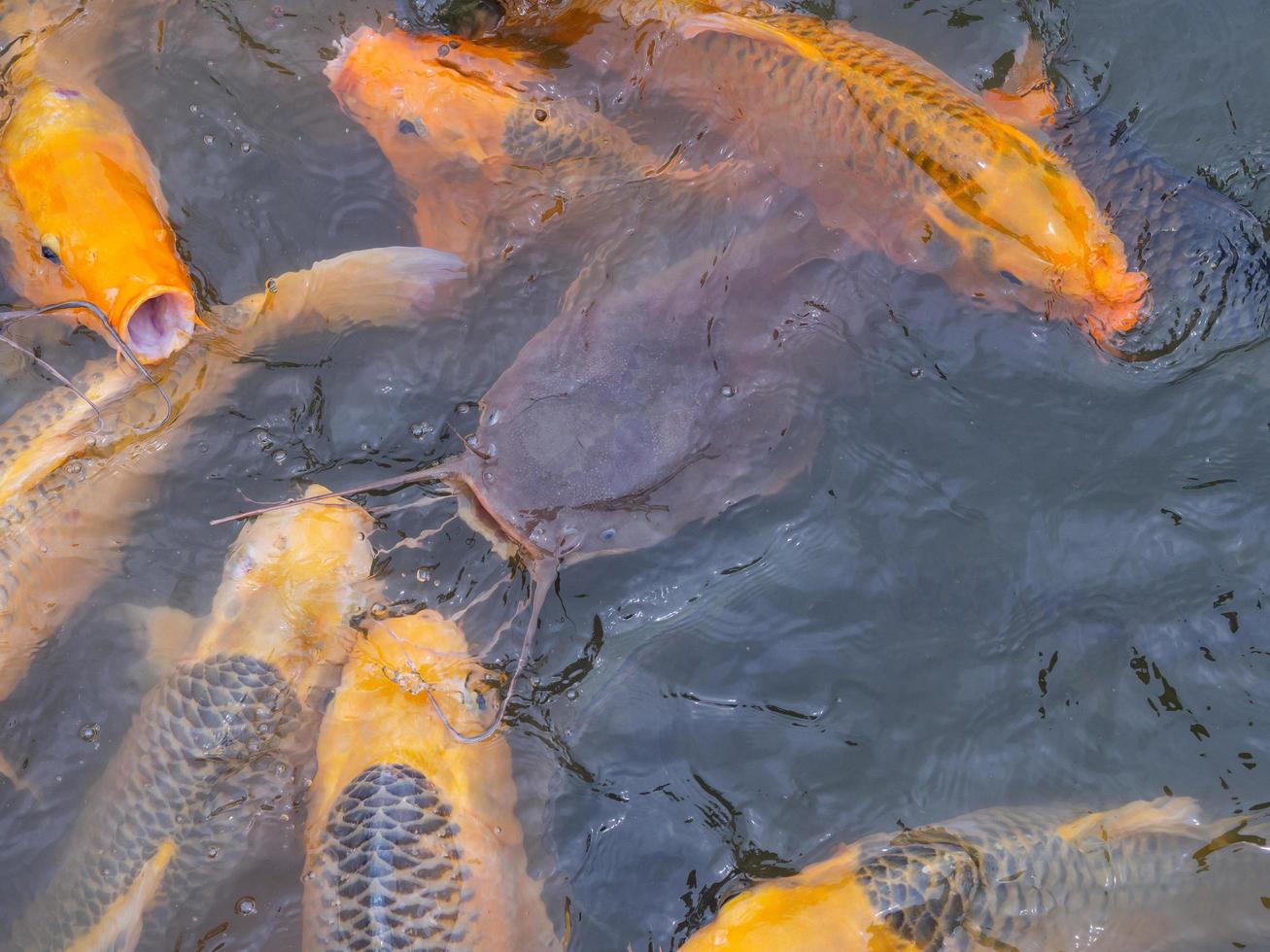 Tilapia- und Karpfenfische schwimmen im Teich und warten auf Nahrung. foto