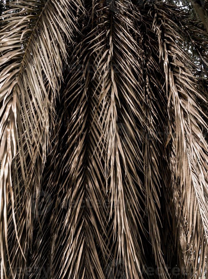 braune Streifen trockener Palmblattteile. abstrakter Hintergrund foto