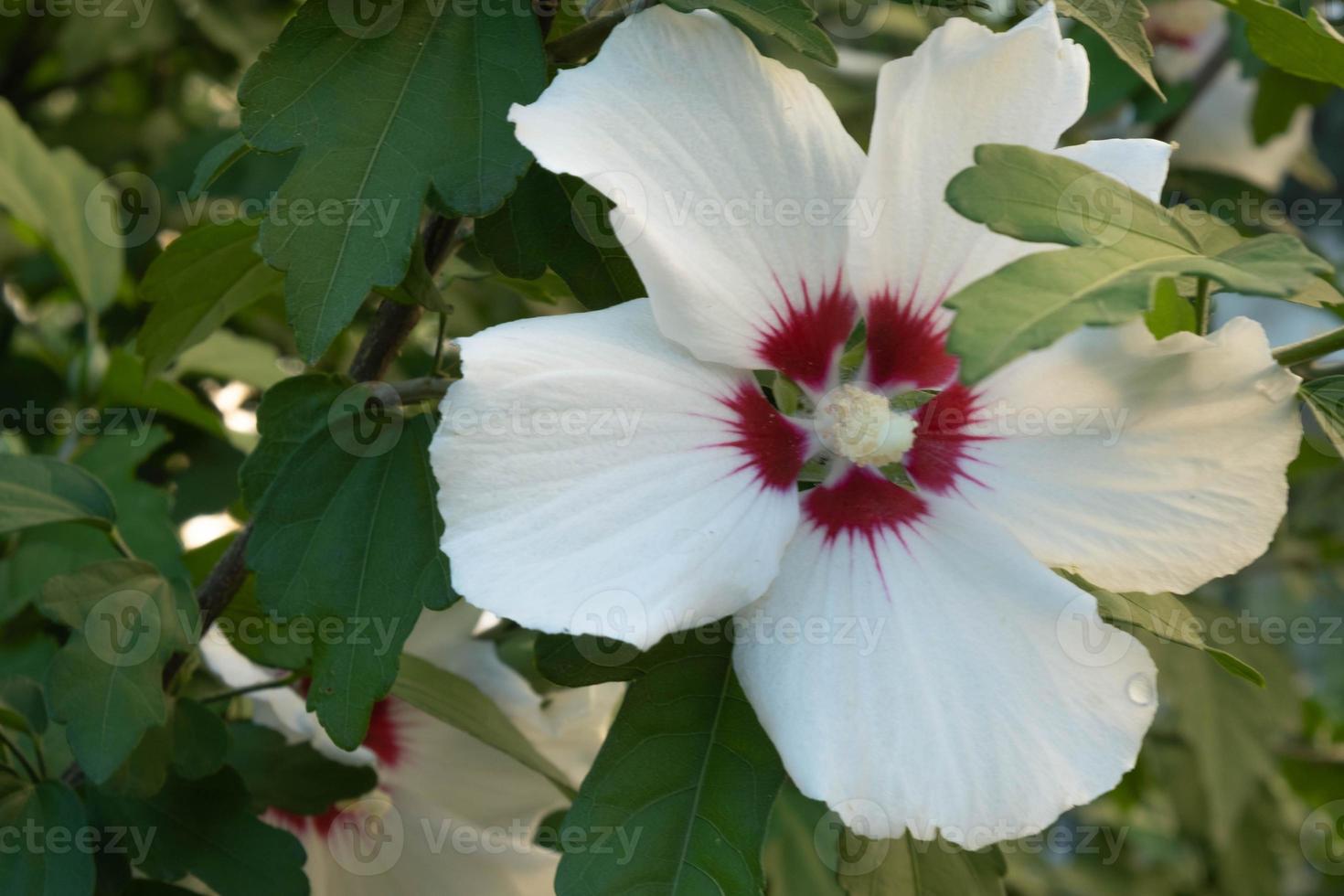 hibiskus syrische oder chinesische rose, blumen der familie der malvaceae. T. blühender Strauch mit Hibiskusblüten. foto