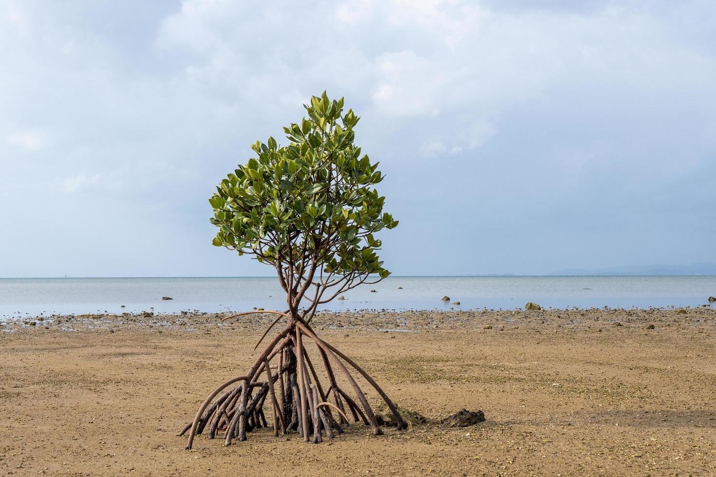 Einzelner Mangrovenbaum am Strand auf der Insel Ishigaki, Japan foto