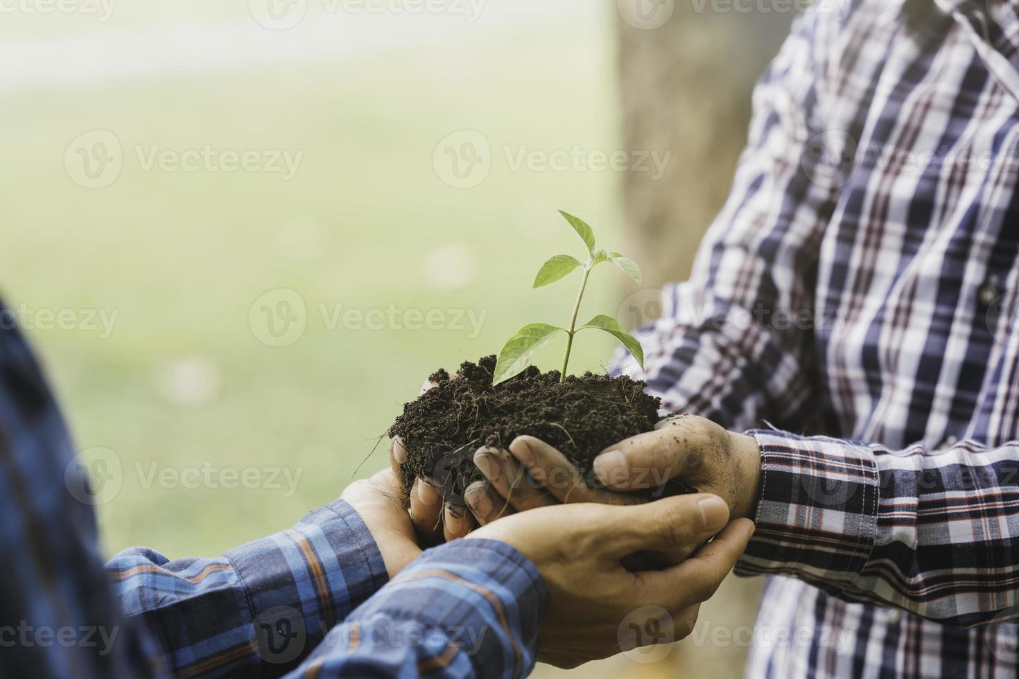 einen Baum pflanzen. Nahaufnahme eines jungen Mannes, der den Baum pflanzt, während er im Garten arbeitet. foto