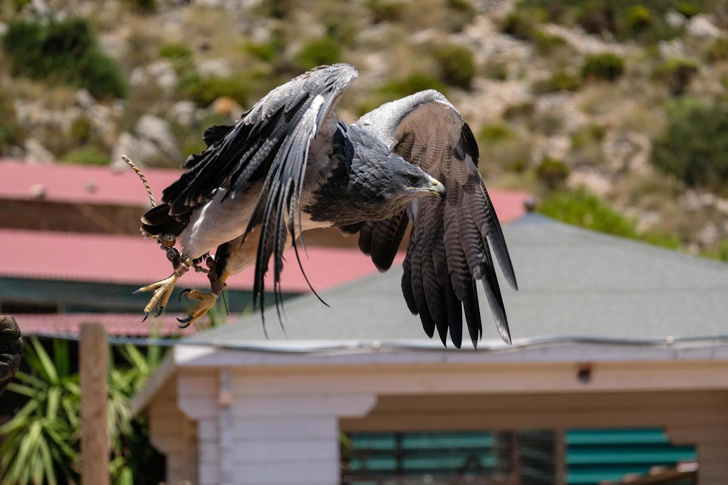 benalmadena, andalusien, spanien, 2017. chilenischer blauer adler am berg calamorro foto