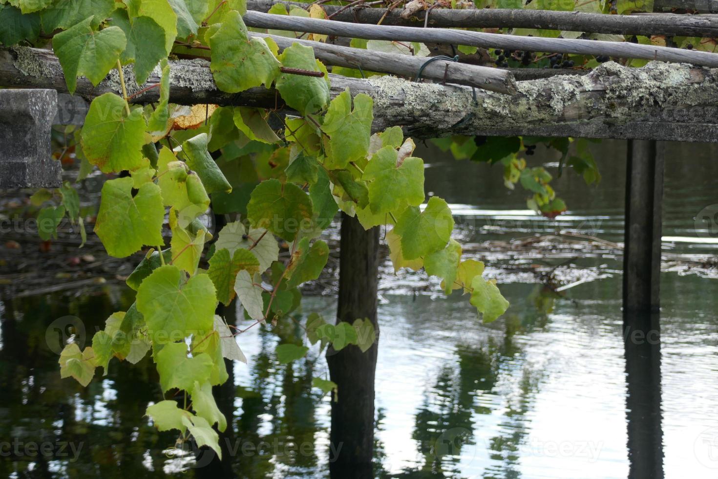 weinrebe am fluss tambre in ponte nafonso foto