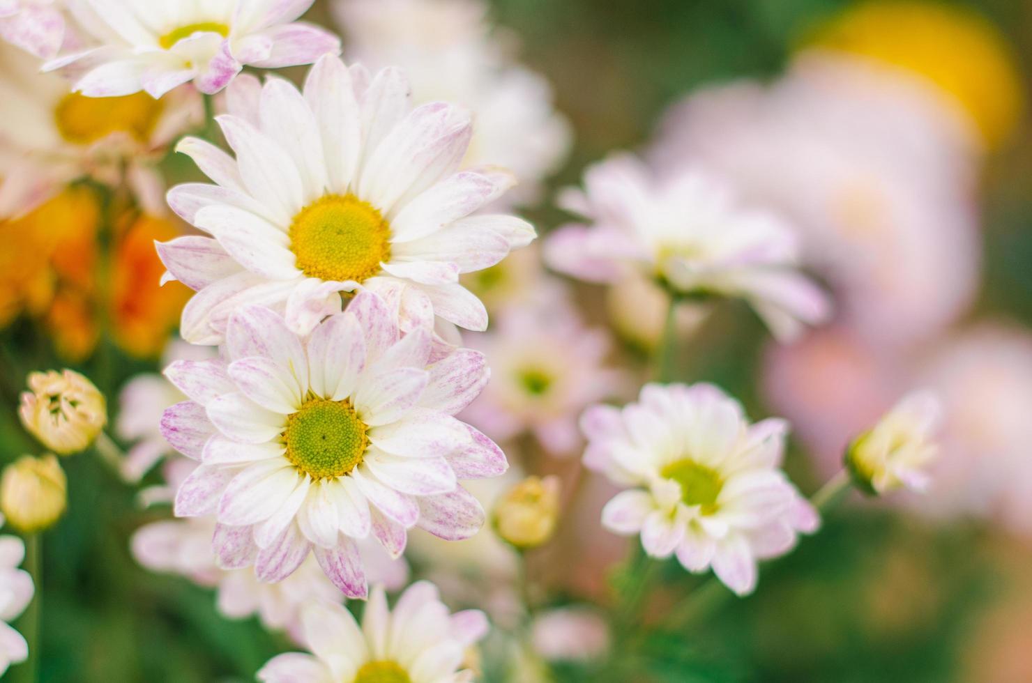 Nahaufnahme einer Gruppe von Chrysanthemenblumen foto