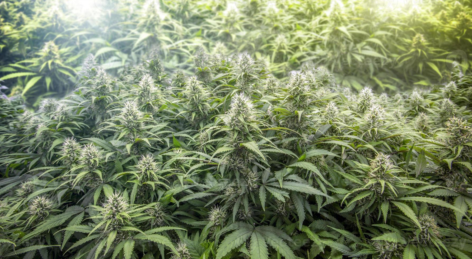 Cannabisverderber in wissenschaftlichen Forschungslabors, um natürliche Kräutermedizin herzustellen foto