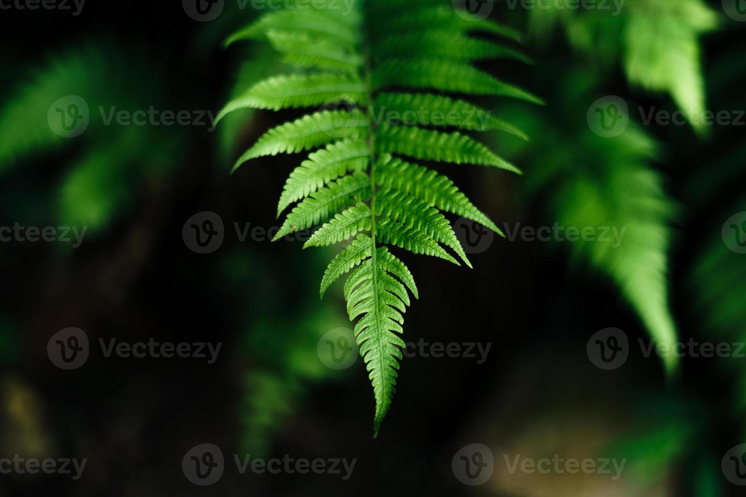 grüne blätter in der natur am sommerabend foto