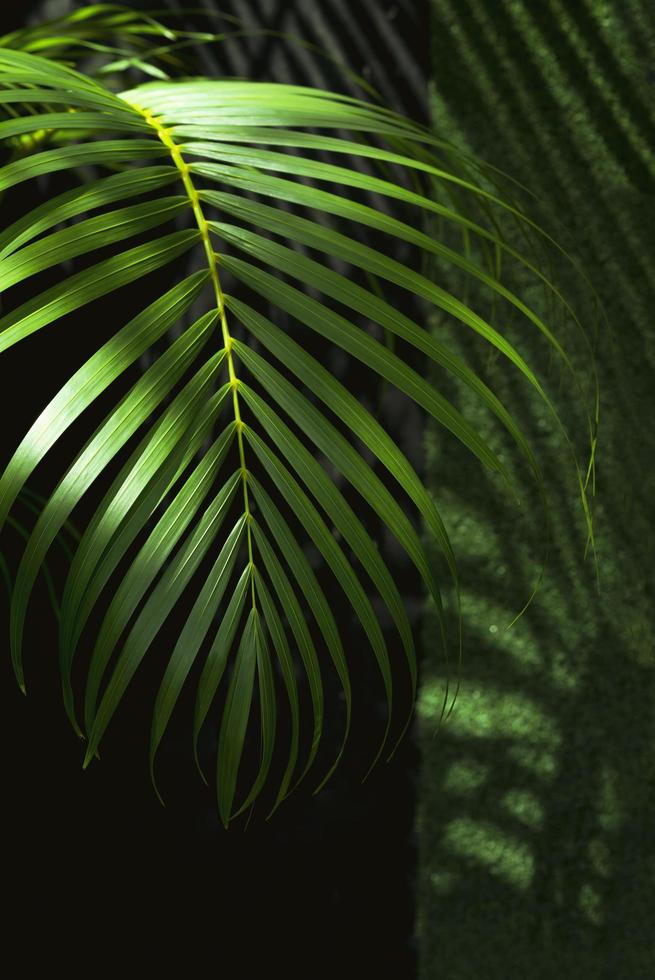 sonnenlicht und schatten auf der oberfläche des grünen palmblatts wachsen im hausgartenbereich foto