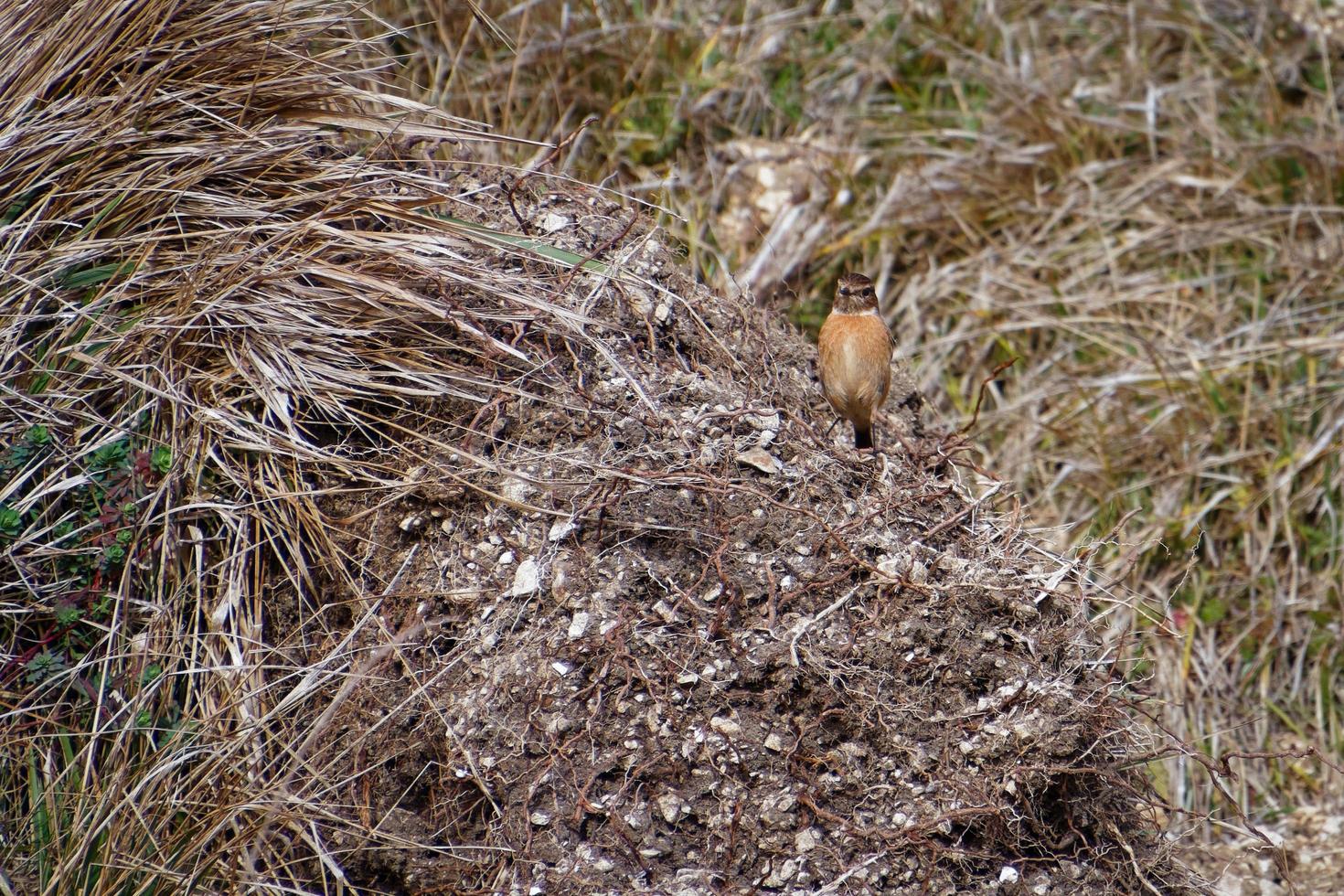 gemeines Schwarzkehlchen in Portland Bill Dorset foto