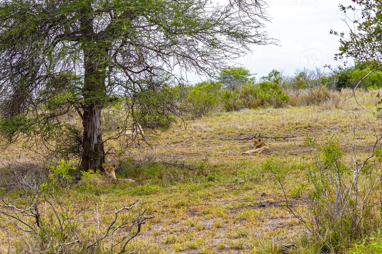 Löwen bei Safari im Mpumalanga-Krüger-Nationalpark in Südafrika. foto