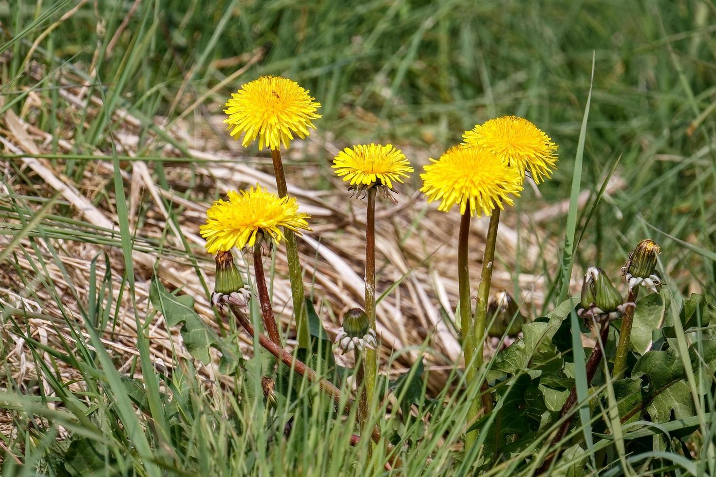 nahaufnahme eines büschels von löwenzahn foto