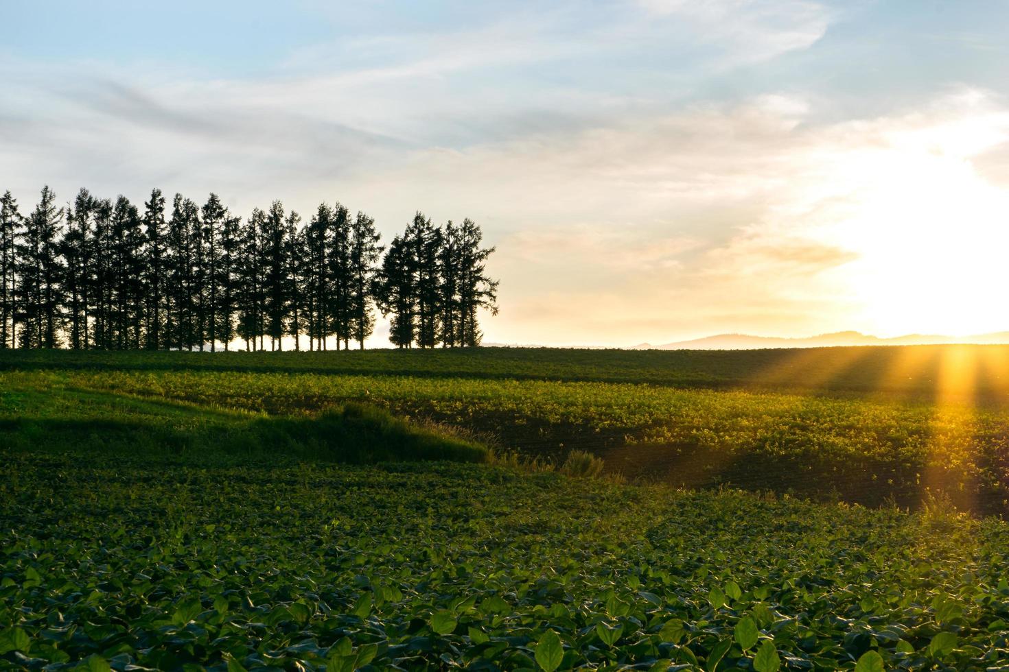 mind sieben hügel baum und bauernhof feld im sommer biei stadt haokkaido japan foto