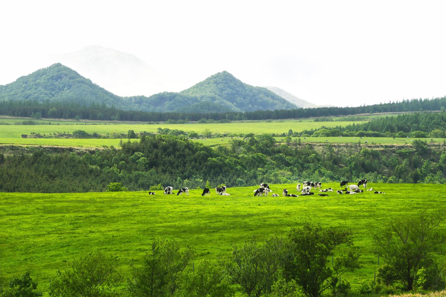 Hokkaido-szenische Rasenfläche mit Kuh foto