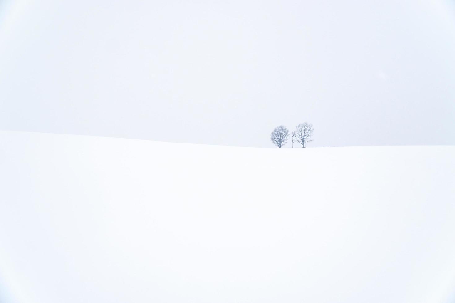 eltern- und kindbaum unter schneefall. Biei, Hokkaido, Japan. foto