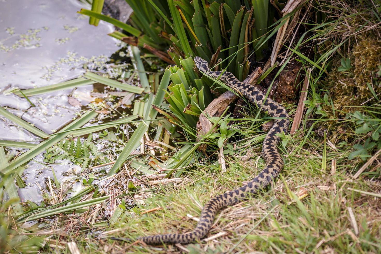 gemeine europäische Kreuzotter foto