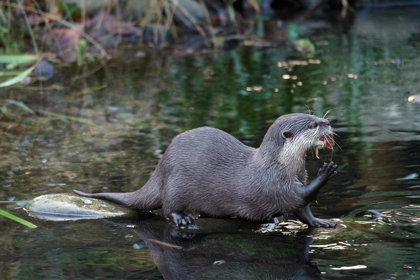 asiatischer Otter mit kleinen Krallen foto