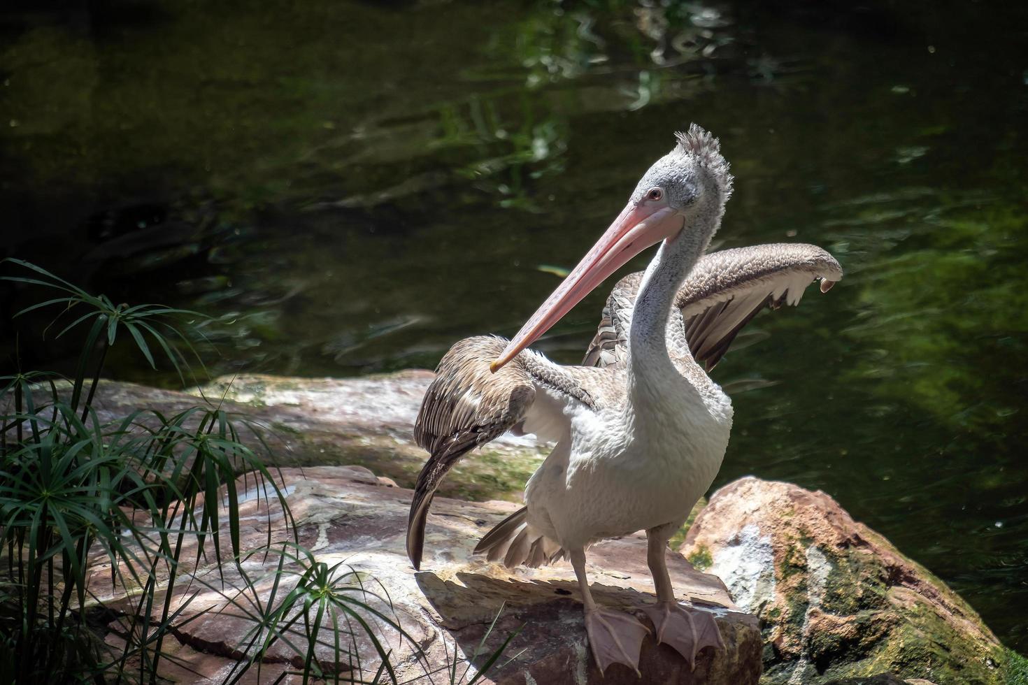 fuengirola, andalusien, spanien, 2016. fleckpelikan im bioparc foto