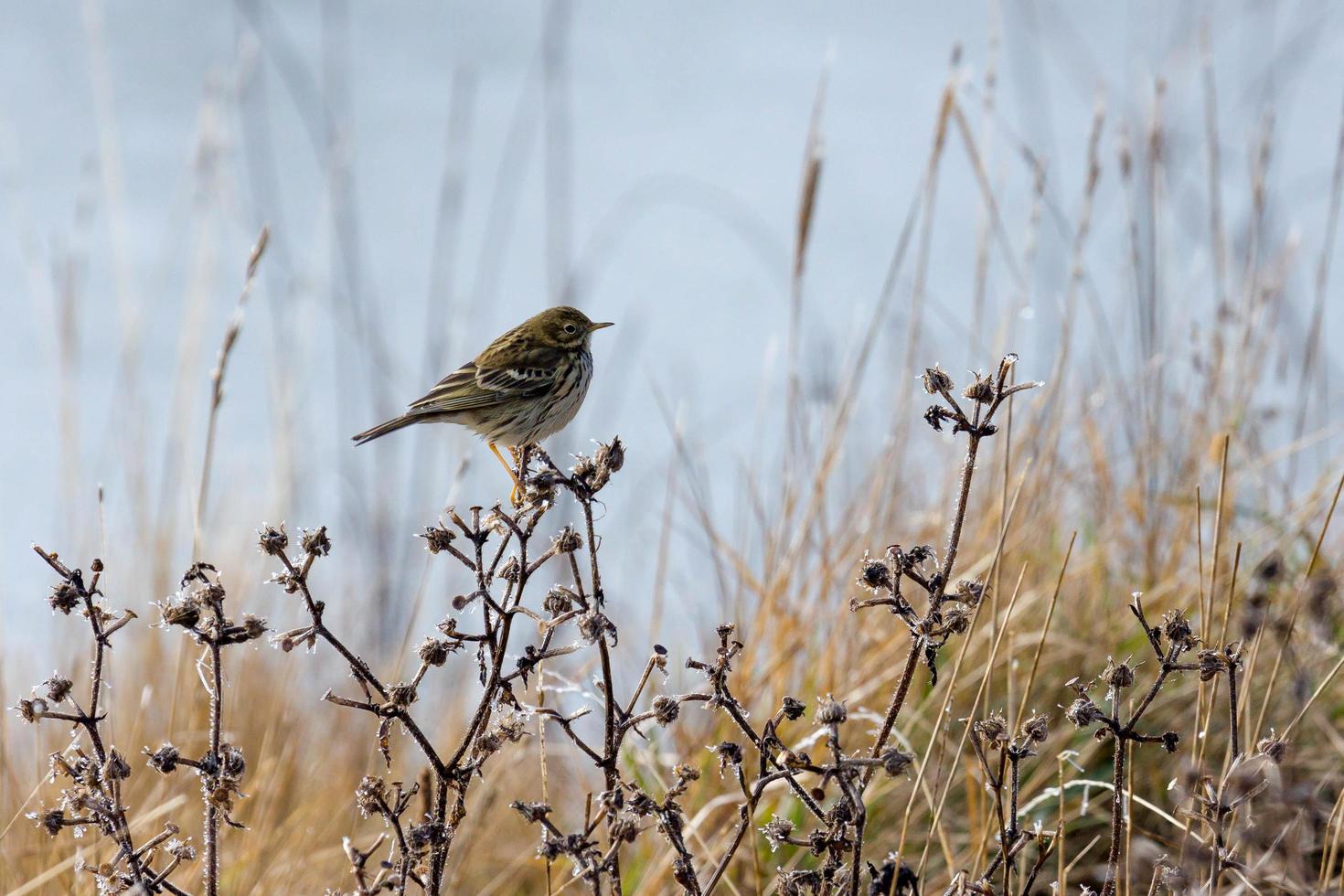 Wiesenpieper ruhen foto